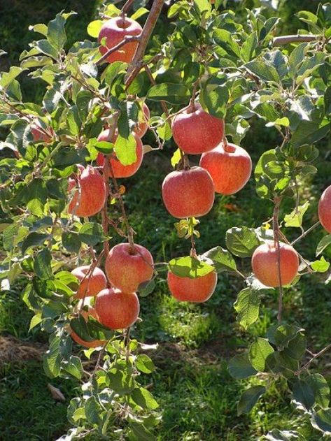 Apple Tree From Seed, Palm Tree Pictures, Weeping Willow Tree, Tree Seedlings, Fuji Apple, Eucalyptus Tree, Fruit Dip, Cedar Trees, Tree Seeds