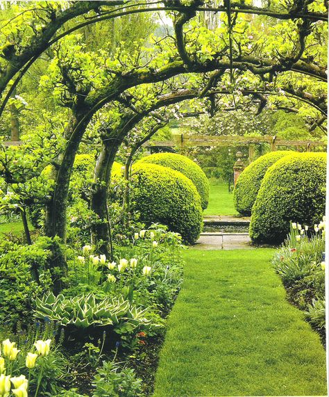 Espalier apple tree arch Espalier Fruit Trees, Fruit Tree Garden, Plant Ideas, Formal Gardens, Gorgeous Gardens, Garden Trees, Green Garden, Apple Tree, English Garden