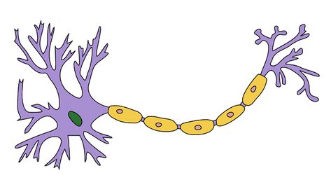 Myelin Rudolf Virchow, Brain Anatomy And Function, Demyelinating Disease, Brain And Spinal Cord, Medical Stickers, Nerve Fiber, White Matter, Brain Anatomy, Magnetic Resonance Imaging