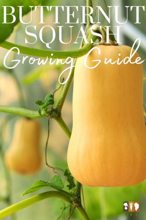 Butternut Squash hanging from a trellis When To Plant Butternut Squash, Growing Squash In Raised Beds, How To Grow Butternut Squash, How To Grow Squash In Containers, Planting Butternut Squash, Growing Squash In Containers, Butternut Squash Garden, Grow Butternut Squash, Squash Companion Plants