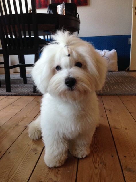 Puppy cut Cotton De Tulear, Maltese Poodle Puppies, Coton De Tulear Puppy, Coton De Tulear Dogs, Puppy Cut, Coton De Tulear, Super Cute Puppies, Cute Puppy Pictures, Puppy Stuff