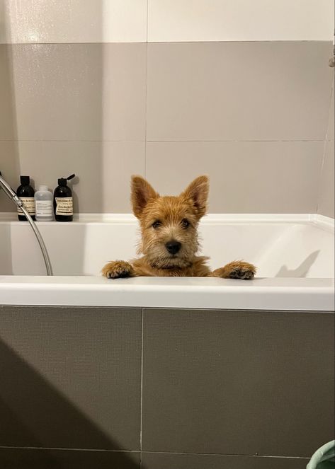 Norwich Terrier. My lovely dog, puppy. Norwich Terrier Puppy, Puppy Pics, Norwich Terrier, Terrier Puppy, Puppy Pictures, Terrier Dogs, Terrier Dog, Dog Puppy, Norfolk