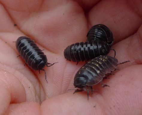 Rolley Polley, Pill Bugs, Rolly Polly, Women Overalls, Pill Bug, Jean Baggy, Baby Bug, Cute Overalls, Bug Collection