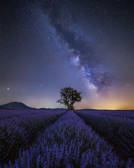 Lavender Meadow, Dreamy Places, Lavender Farm, Farm Life, Night Skies, Lavender, Celestial Bodies, Moon, Paintings