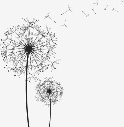 Black and white,Line drawing,Dandelion Vector,black vector,line vector,drawing vector,dandelion vector Dandelion Drawing, Line Art Flowers, White Dandelion, Trendy Plants, Textile Inspiration, Drawing Prompts, Black And White Art Drawing, Black And White Sketches, Black And White Flowers