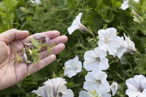 How to Deadhead Petunias (with Pictures) | eHow Petunia Planter, Night Sky Petunia, Petunia Hanging Baskets, Petunia Tattoo, Petunia Care, Deadheading Flowers, Black Petunias, Wave Petunias, Petunia Plant