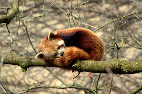 Red Panda Sleeping, Panda Panda, Arte Animal, Red Panda, Pictures Of You, Brown Bear, Cuteness Overload, Beautiful Creatures, Animal Art