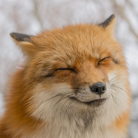 smiling fox - Zao Fox Village, Japan Fox Village Japan, Fox Club, Fox Pups, Vulpes Vulpes, Fantastic Fox, Fox Images, Fox Pictures, Fox Face, Pet Fox