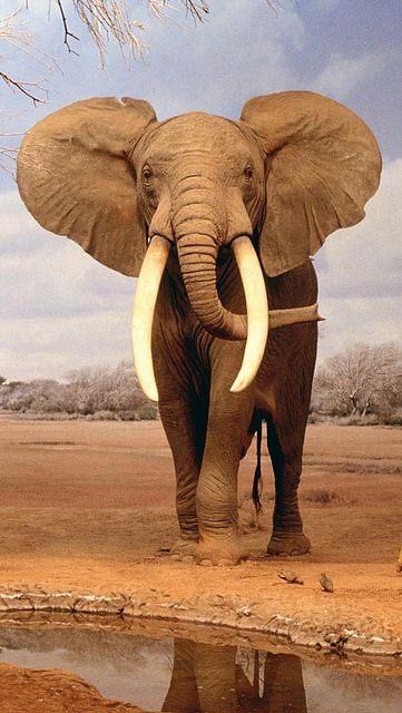 Elephant Photography, Regnul Animal, Elephants Photos, Save The Elephants, Elephant Love, Majestic Animals, African Wildlife, African Elephant, An Elephant