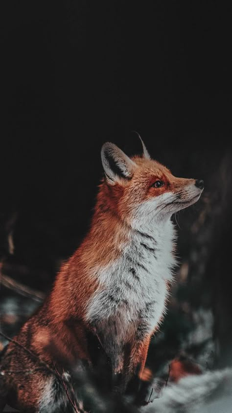 Red Fox Photography, Renard Aesthetic, Fuchs Aesthetic, Fox Wallpaper Iphone, Fall Fox Wallpaper, Fox Wallpaper Aesthetic, Fox Photography, Fox Aesthetic, Fox Wallpaper