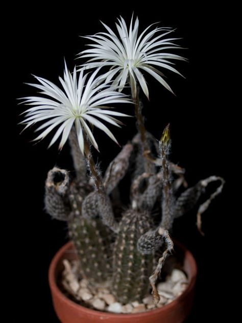 Echinopsis mirabilis (Flower of Prayer)  #echinopsis #succulentopedia #cactus #CactiAndSucculents #cacti #SucculentPlant #SucculentPlants #CactusCollection #CactusGarden #BloomingCactus #CactusFlower #CactusFlowers Black Cactus, Crested Cactus, Opuntia Cactus, Echinopsis Cactus, Cactus Seeds, Euphorbia Ammak Cactus, Star Cactus Succulent, Trichocereus Bridgesii, Blooming Cactus