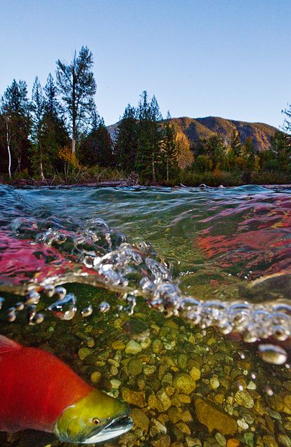 Salmon Aesthetic, Textiles Moodboard, Sea Wolf, Redwood Trees, The Adams, Salmon River, Sockeye Salmon, Salmon Run, Redwood Tree