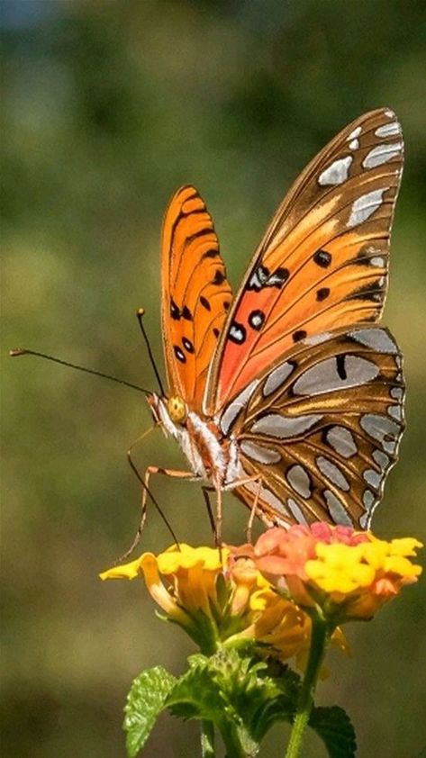 Butterfly Orange Aesthetic, Fritillary Butterfly, Aesthetic Animals, Tattoo Animal, Beautiful Butterfly Pictures, Beautiful Butterfly Photography, Amazing Animal Pictures, Flying Flowers, Moth Art