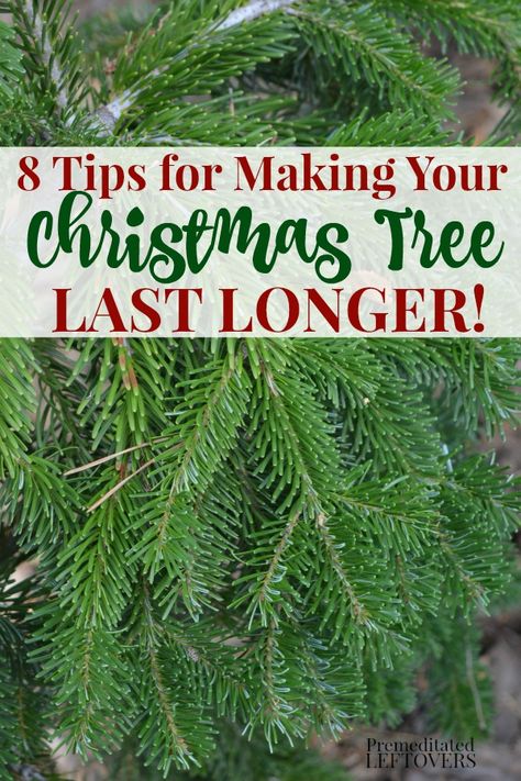 Looking for ways to Make Your Christmas Tree Last Longer? These helpful tips will show you how to care for your Christmas tree so you can enjoy it all of the holiday season! How To Take Care Of Real Christmas Tree, Christmas Tree Care, Christmas Tree Water, Natural Christmas Tree, Coffee Scented Candles, Christmas Tree Trimming, Fresh Cut Christmas Trees, Live Christmas Trees, How To Make Christmas Tree