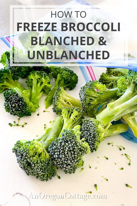 Learn how to freeze broccoli two ways: blanched for immediate use and unblanched for those who prefer a rawer, crunchier bite. Discover the differences, benefits, and the ultimate best way to freeze your broccoli to have on hand for your favorite recipes. Freeze Broccoli How To, How To Freeze Broccoli Without Blanching, Freezing Broccoli How To, How To Freeze Fresh Broccoli, Freezing Broccoli Without Blanching, Can You Freeze Broccoli, Freezing Broccoli, How To Freeze Broccoli, Freeze Broccoli