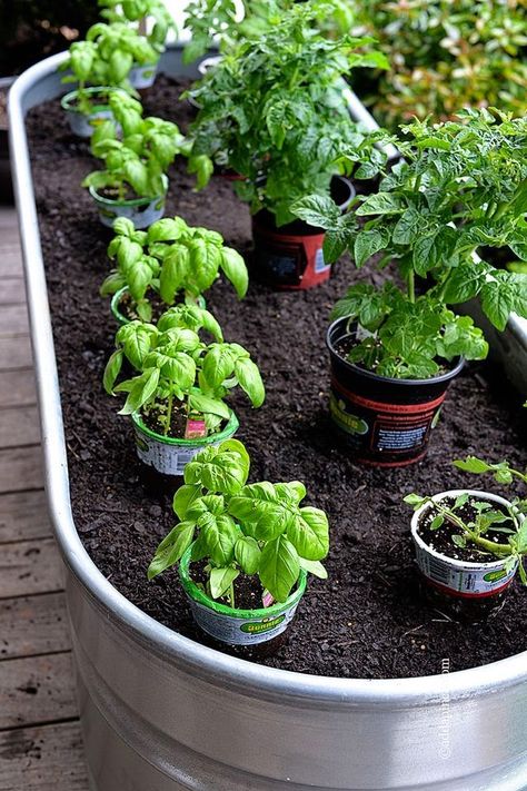 Container Gardening - This gardening method has been awesome and easy for my use! I love being able to walk right out my door and use any kind of the fresh vegetables I planted. It's getting to be garden planting time in many areas, so you may want to consider this! I love my container gardens! Veg Gardens, Garden 101, Potted Herbs, Frugal Gardening, Diy Container Gardening, Funny Vine, Garden Herbs, Container Vegetables, نباتات منزلية