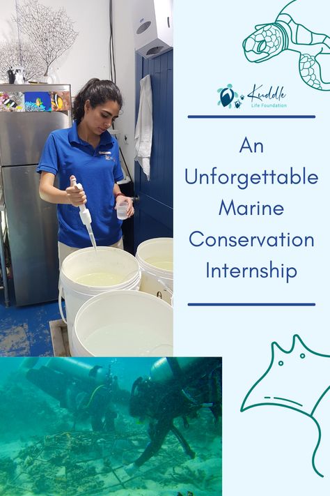 Marine Biology Career, Marine Veterinarian, Zoology Career, Jobs With Animals, Marine Biology Jobs, Biology Jobs, Wildlife Biology, Oceanography Marine Biology, Biology College