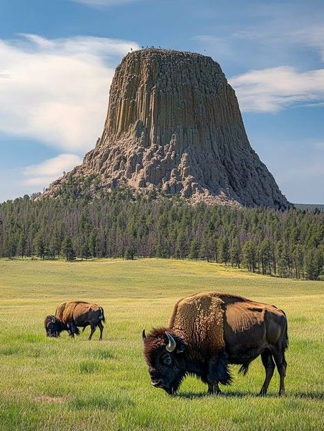 (5) Facebook African Animals Photography, Devils Tower Wyoming, Devils Tower, Animals Photography, Ny City, Glacier National, African Animals, Glacier National Park, New City