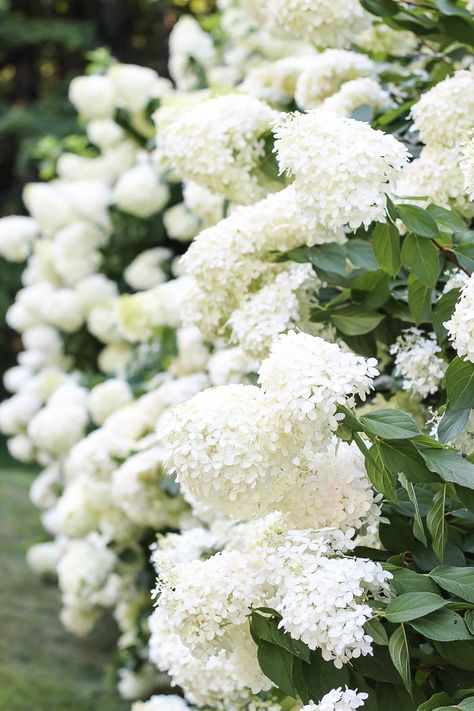 Limelight Hydrangeas | Gardening 101 - Rooms For Rent blog Limelight Hydrangeas, Hydrangea Paniculata Limelight, Pruning Hydrangeas, Hydrangea Landscaping, Garden Fences, Limelight Hydrangea, Panicle Hydrangea, Front Gardens, Hydrangea Bush