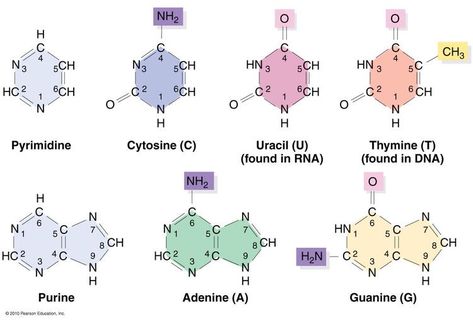 One of three parts that make a Nucleotide. 1. Nitrogenous Base 2. Pentose Sugar 3.Phosphate Group Nitrogenous Base, Dna Ring, Science Pins, Bio Notes, Lab Science, Branches Of Science, Study Chemistry, Psychology Studies, Ap Biology