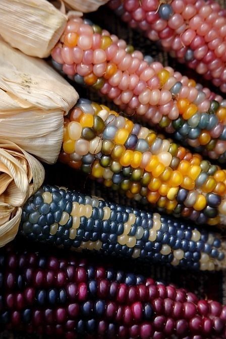 Mexico Corn, Colorful Corn, Gem Corn, Colored Corn, Rainbow Corn, Balcony Herb Gardens, Corn Painting, Glass Gem Corn, Popcorn Seeds