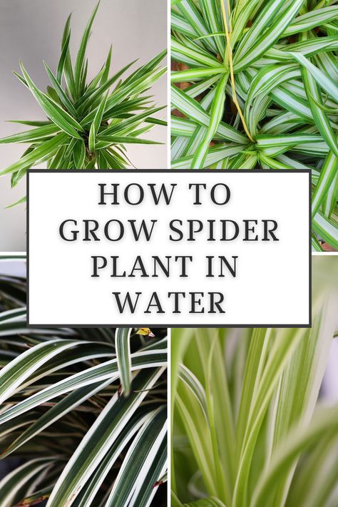 how-to-grow-spider-plant-in-water Spider Plant In Water, Spider Plant Care, Spider Plant Babies, Plant In Water, Airplane Plant, Cat Friendly Plants, Plants Grown In Water, Plant Maintenance, Household Plants