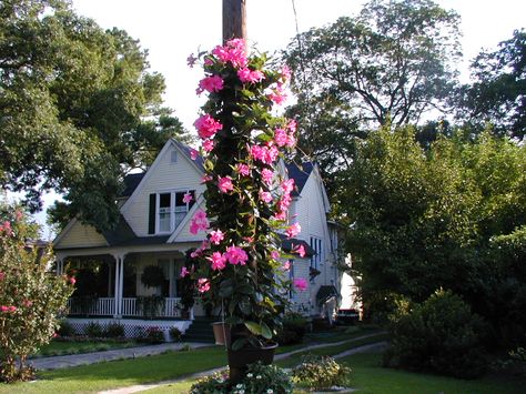 Mandevilla... the best pole dancer in the garden Tropical Garden Ideas, Mailbox Landscaping, Telephone Pole, Townhouse Garden, Garden Poles, Bottle Garden, Front House Landscaping, Outdoor Flowers, Home Landscaping