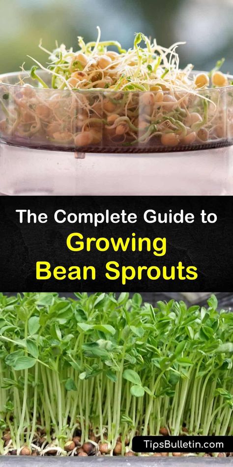 Growing Bean Sprouts At Home, How To Grow Bean Sprouts, How To Grow Beans, Growing Bean Sprouts, Grow Bean Sprouts, Sprouting Beans, Bean Sprouts Growing, Sprouted Beans, Sprouts Growing