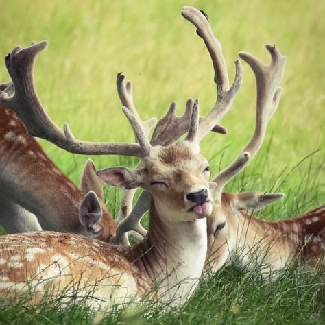 Deer Reference Photo, Deer Therian, Deer People, Dear Antler, Mercedes 2023, Animals With Antlers, Deer Reference, Dear Antlers, Deer Mask