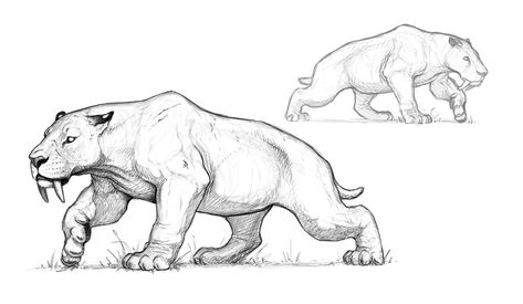 Sabertooth Tiger, Dinosaur Sketch, Ancient Animals, Paleo Art, Creature Drawings, Extinct Animals, Dinosaur Art, Prehistoric Creatures, Fantasy Creatures Art