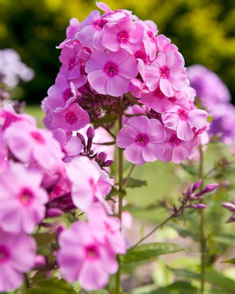 Pink phlox flowers Phlox Aesthetic, Pink Phlox Flower, Scented Plants, Phlox Flower, Phlox Flowers, Phlox Paniculata, Long Vase, Blue Delphinium, Tiny White Flowers