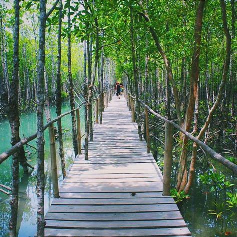 Superb! Bakhawan Eco Park. Kalibo, Akwan, Philippines. Photo by @doctoban La Union Philippines, Kalibo, Eco Park, Bataan, Adventure Park, Palawan, May 7, Philippines, Stairs