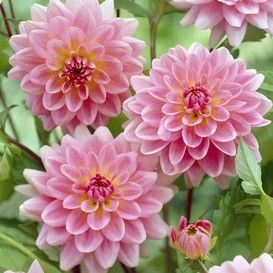 Dahlia Bulbs/Tubers | Spring Flower Bulbs | Eden Brothers Planting Dahlias, Dahlia Bulbs, Fall Perennials, Summer Flowering Bulbs, Dahlia Tubers, Amaryllis Bulbs, Lily Bulbs, Fall Bulbs, Flower Bulbs