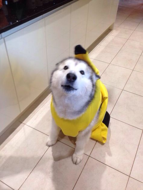 Here's my friend's dog in a banana costume - Imgur Banana Costume, 9gag Funny, Pretty Animals, Baboon, A Banana, Cute Little Animals, Cuteness Overload, Funny Cute, Funny Dogs