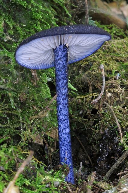 Mushroom Images, Mushroom Plant, Lichen Moss, Hobart Tasmania, Mushroom Pictures, Mushroom Drawing, Plant Fungus, Slime Mould, Mushroom Fungi