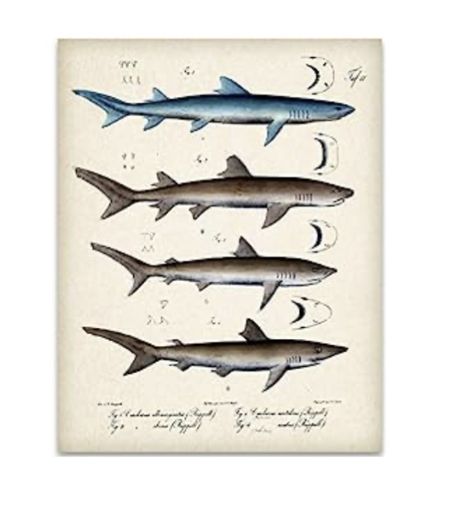 Add a touch of nostalgia to your space with our Vintage Shark Book Illustration Art Print! 🦈📚🎨 This 11x14 unframed print captures the timeless charm of vintage book illustrations, featuring a captivating shark design. Perfect for decorating boy's and girl's rooms, as well as beach houses, this art print brings a sense of adventure and wonder to any space. With its vibrant colors and intricate detailing, it serves as a conversation starter and a unique focal point. The best part? It's an affor Shark Books, Shark Decor, Book Illustration Art, Bedroom Posters, Unframed Art, Nursing Students, Beach House Decor, Girls Room, Book Illustration