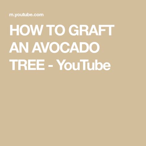 HOW TO GRAFT AN AVOCADO TREE - YouTube Avocado Trees, Avocado Tree, The Tree, The Things, Avocado, Trees