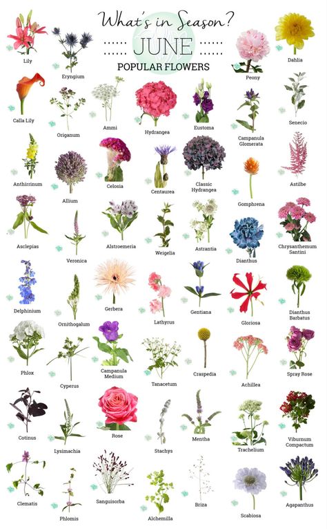 Types Of Pretty Flowers, List Of Flowers With Pictures, June Flowers For Wedding, June Wedding Flower Arrangements, Florist Flower Guide, Best Flowers For June Wedding, June Seasonal Flowers, Wedding Flower Season Chart, Flower Season Chart