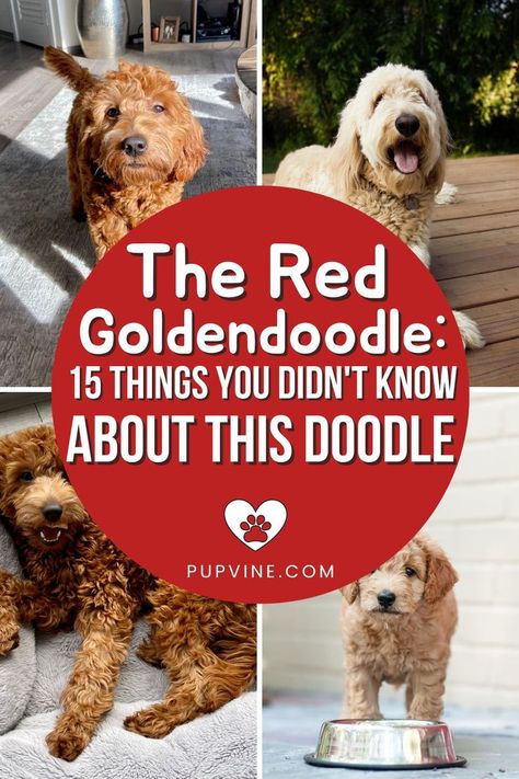 The Red Goldendoodle is just another color variation of the breed.  Check out these 15 cool things about the Goldendoodle breed. Full Grown Mini Goldendoodle, Goldendoodle Full Grown, Red Labradoodle, Red Goldendoodle, Goldendoodle Miniature, Chocolate Labradoodle, Goldendoodle Grooming, Standard Goldendoodle, Non Shedding Dogs