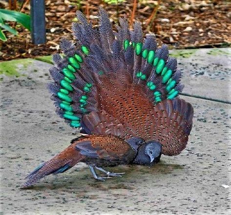 Mountain Peacock Pheasant (Polyplectron Inopinatum) Peacock Pheasant, Colorful Birds, Birds Of Prey, Peacock Blue, Pheasant, Burmese, Beautiful Birds, Ducks, Pet Birds