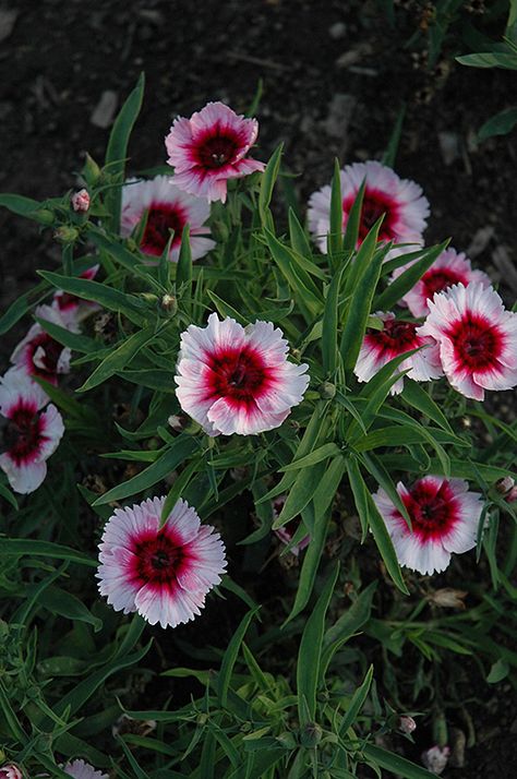 Rainbow Pink 'Diana Red Centered White' (Dianthus chinensis) Dianthus Chinensis, Lakshmi Pooja, Pink Dianthus, Dianthus Flowers, Herbal Plants, Planting Plan, Cut Flower Garden, Beautiful Flowers Garden, Paint Schemes