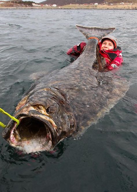 Nordic sea Giant Fishing Halibut Fishing, River Monsters, Giant Fish, Monster Fishing, Salt Water Fishing, Scary Animals, Fishing Photography, Cool Fish, Bigger Boat