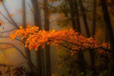 Orange Forest Aesthetic, Spooky Autumn, Orange Forest, Forest Aesthetic, Enchanted Wood, Fall Spices, Tree Photography, Orange Tree, Fall Scents