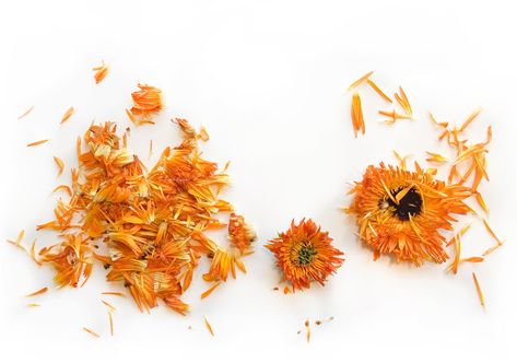 Extracting The Medicinal Powers of Calendula - Which Method is Best? Tea Recommendations, Calendula Aesthetic, Drying Calendula Flowers, Calendula Magical Properties, Calendula Flower Magical Properties, Calendula Magic, Calendula Spiritual Benefits, Alcohol Infusion, Calendula Extract