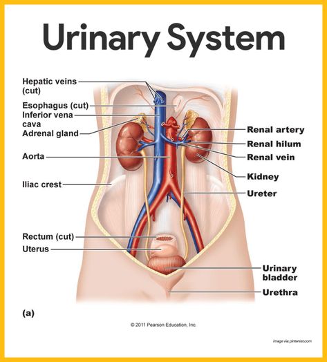 Urinary System Anatomy, Anatomi Dan Fisiologi, Kidney Anatomy, The Urinary System, Urinary System, Basic Anatomy And Physiology, Human Body Anatomy, Medical School Inspiration, Medical School Studying