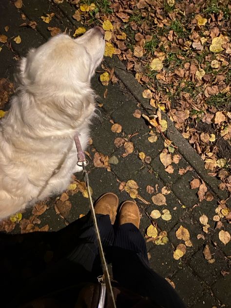 dog | walk | autumn | night Dog Walking Aesthetic, Night Dog Walking, Fall Goals, Walking Dog, Fall Mood, Dog Walk, Autumn Night, Beige Aesthetic, 2024 Vision