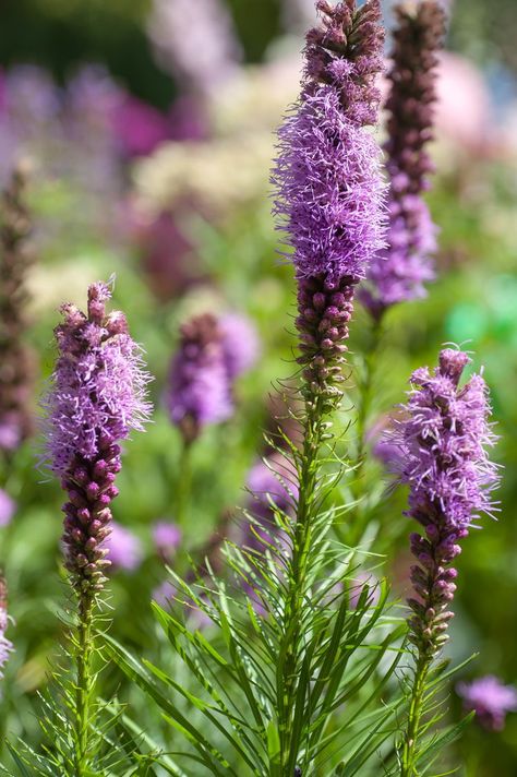 How to Grow and Care for Liatris (Blazing Star) Liatris Flower, Blazing Star Flower, Liatris Spicata, Xmas Drawing, Blazing Star, Wildlife Protection, Line Flower, Garden Path, Perennial Garden