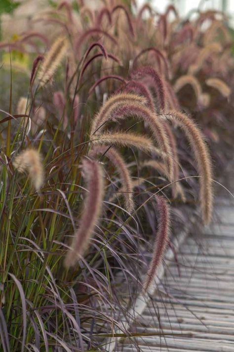 Purple Fountain Grass Landscaping Ideas, Purple Grass Plant, Fountain Grass Perennial, Grasses In Border, Fountain Grass In Pots, Purple Fountain Grass Landscape, Fountain Grass Landscaping Ideas, Grasses For Pots, Wind Garden