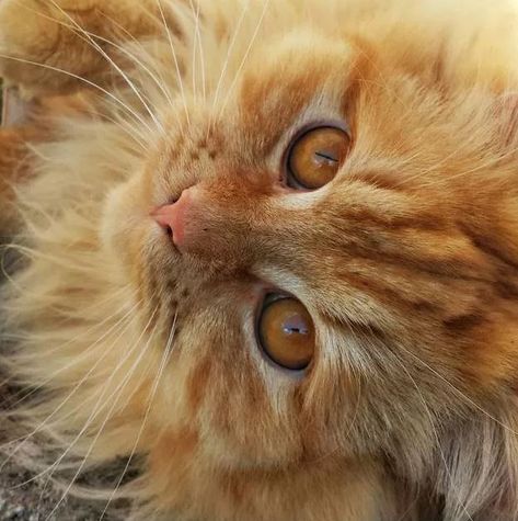 Flea Shampoo For Cats, Toxic Plants For Cats, Turkish Angora Cat, Herding Cats, Angora Cats, Flea Shampoo, Cat Plants, Orange Tabby Cats, Orange Cats