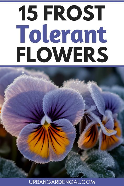 frost tolerant flowers Pansy Plant, Pansy Planter Ideas, Winterize Flower Beds, Panseys In Pots, Pansy Flowers, Pansy Pots Planters, Flowers That Bloom In Winter, Pansy Flowers Garden, Planting Pansies In Beds